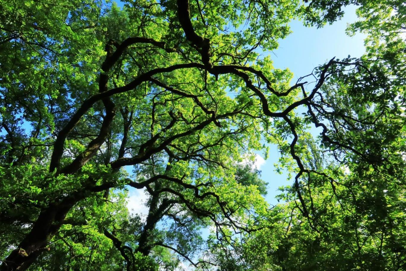 Gite L' Embrassement Le Luquet Saint Beauzeil 82 Kültér fotó